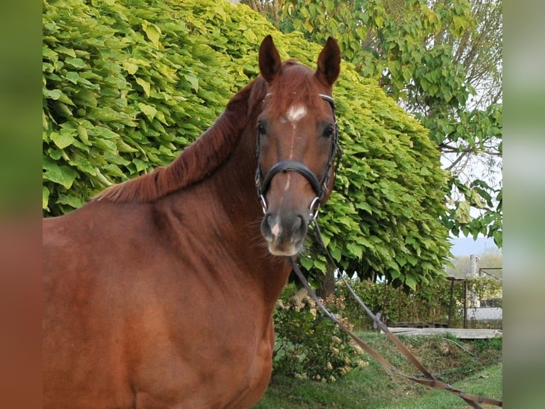 Plus de chevaux à sang chaud Hongre 7 Ans 170 cm Alezan brûlé in Schattendorf