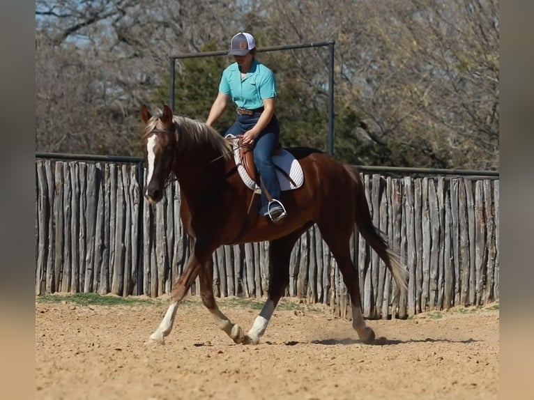 Plus de chevaux à sang chaud Hongre 7 Ans 170 cm Alezan brûlé in Weatherford TX