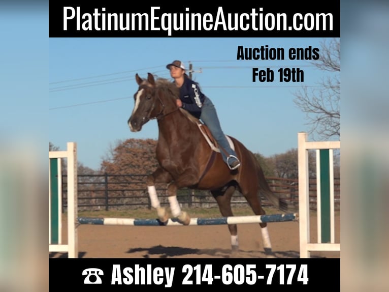 Plus de chevaux à sang chaud Hongre 7 Ans 170 cm Alezan brûlé in Weatherford TX