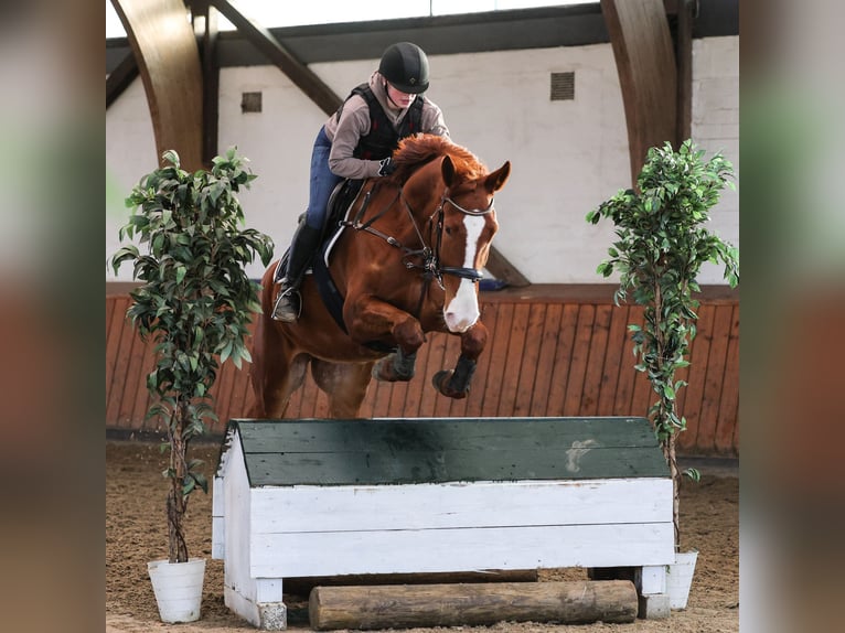 Plus de chevaux à sang chaud Hongre 7 Ans 170 cm Alezan in Blekendorf