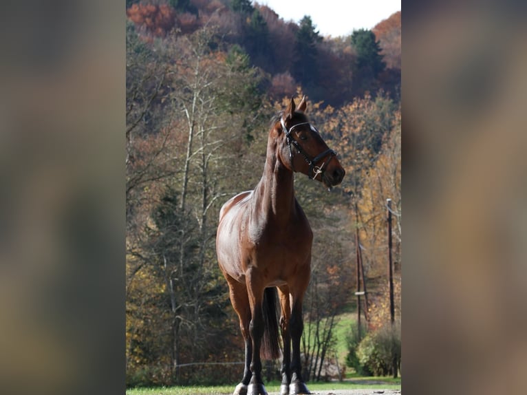 Plus de chevaux à sang chaud Hongre 7 Ans 170 cm Bai in Tillmitsch