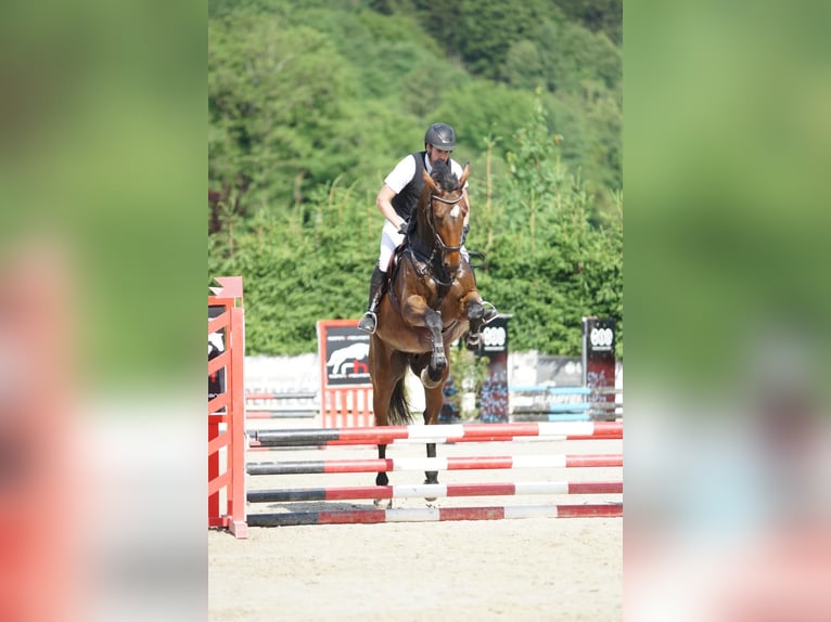 Plus de chevaux à sang chaud Hongre 7 Ans 170 cm Bai in Tillmitsch