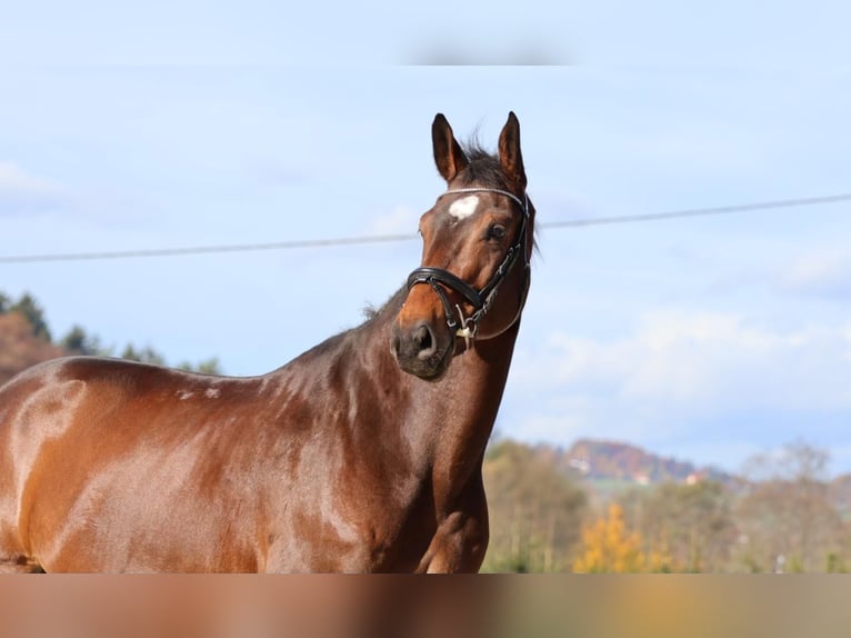 Plus de chevaux à sang chaud Hongre 7 Ans 170 cm Bai in Tillmitsch