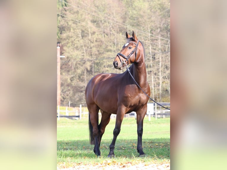 Plus de chevaux à sang chaud Hongre 7 Ans 170 cm Bai in Tillmitsch