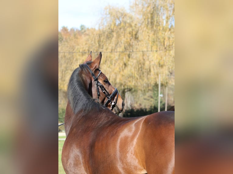 Plus de chevaux à sang chaud Hongre 7 Ans 170 cm Bai in Tillmitsch