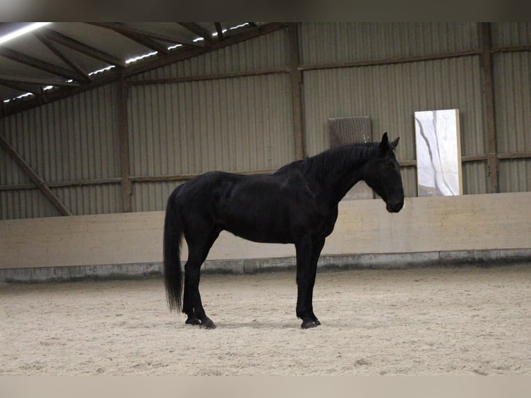 Plus de chevaux à sang chaud Hongre 7 Ans 175 cm Bai brun foncé in Reiskirchen