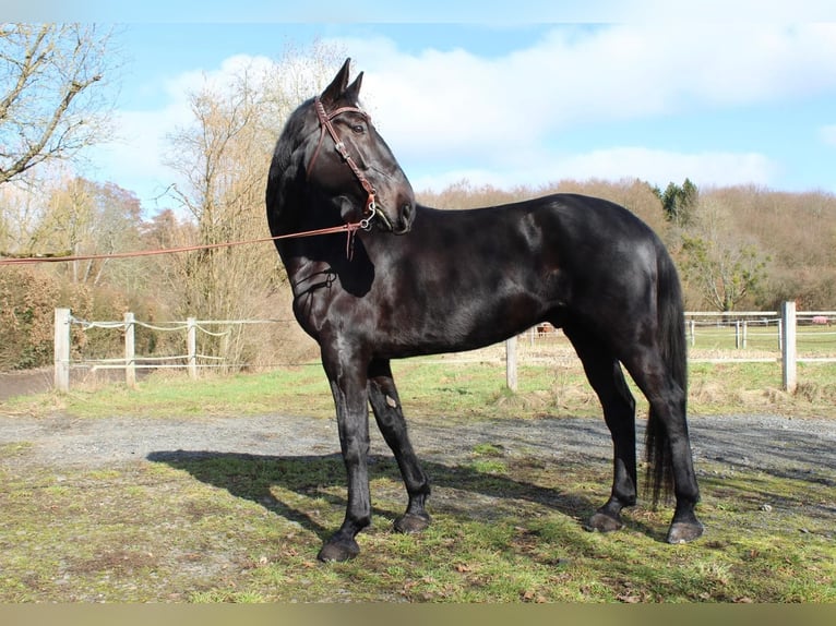Plus de chevaux à sang chaud Hongre 7 Ans 175 cm Bai brun foncé in Reiskirchen