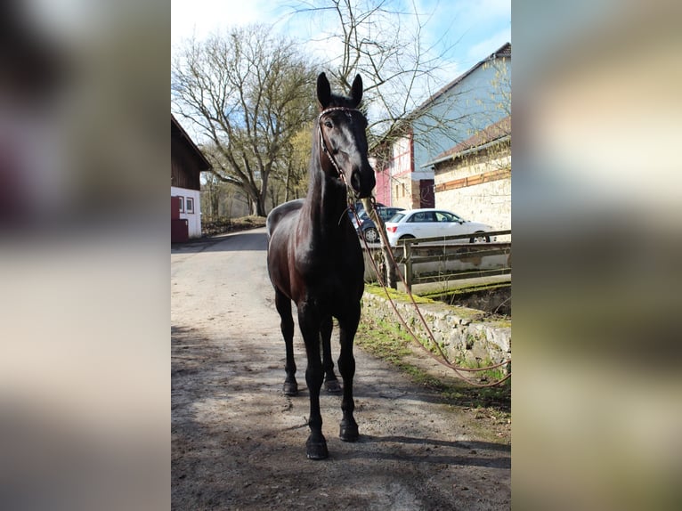 Plus de chevaux à sang chaud Hongre 7 Ans 175 cm Bai brun foncé in Reiskirchen