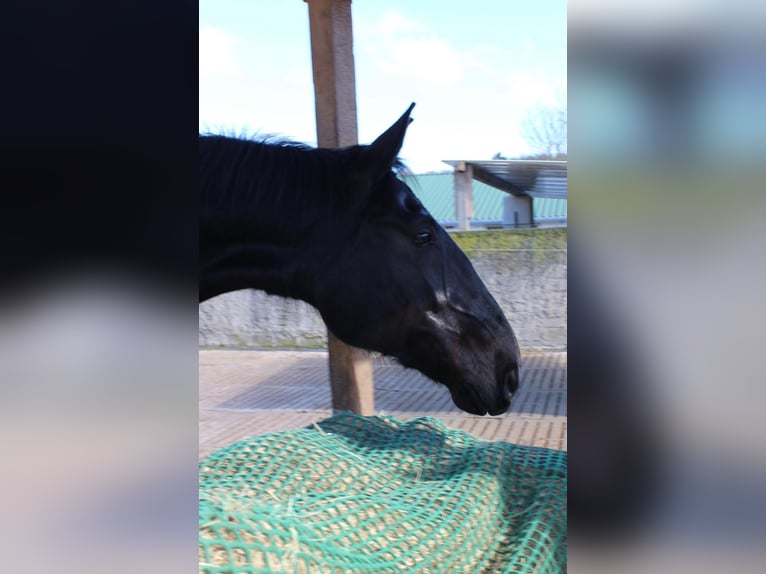 Plus de chevaux à sang chaud Hongre 7 Ans 175 cm Bai brun foncé in Reiskirchen