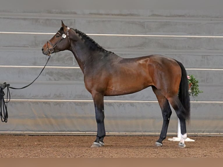 Plus de chevaux à sang chaud Hongre 7 Ans 177 cm Bai brun in Kangasala