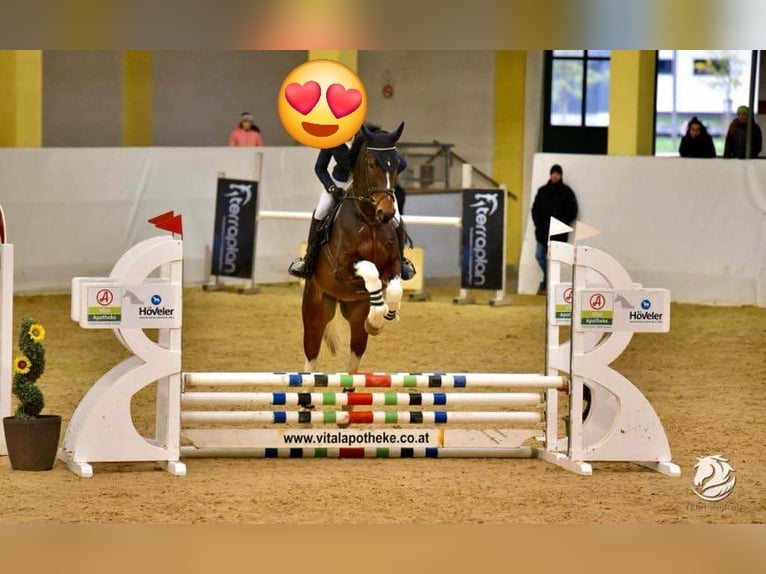 Plus de chevaux à sang chaud Hongre 7 Ans 178 cm Pinto in Ligist
