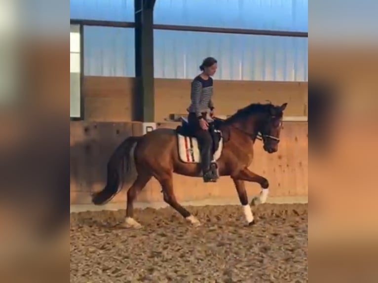 Plus de chevaux à sang chaud Croisé Hongre 7 Ans Bai in Mettmann