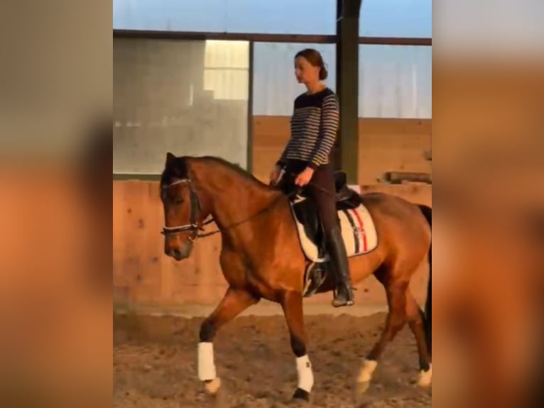 Plus de chevaux à sang chaud Croisé Hongre 7 Ans Bai in Mettmann