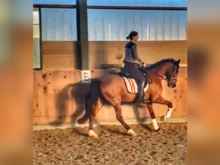 Plus de chevaux à sang chaud Croisé Hongre 7 Ans Bai in Mettmann