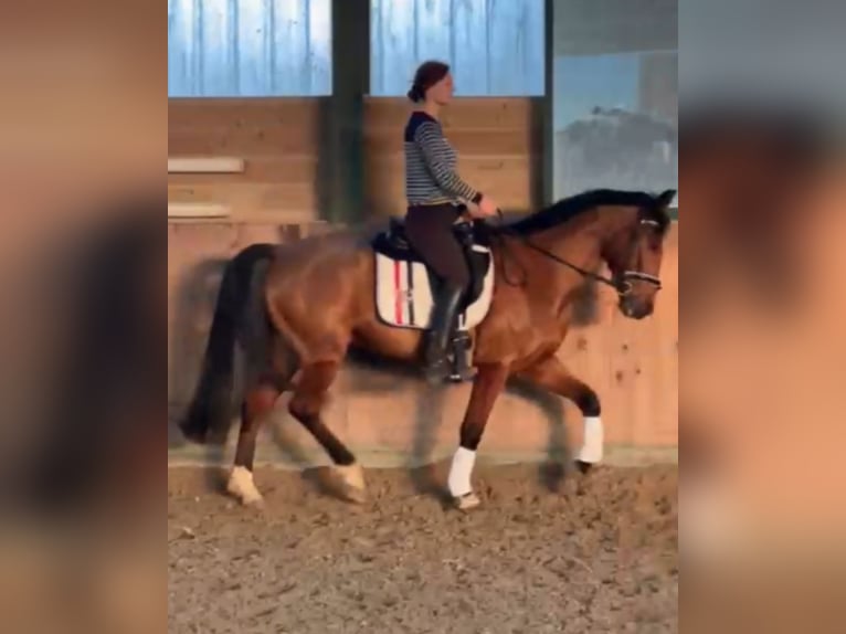 Plus de chevaux à sang chaud Croisé Hongre 7 Ans Bai in Mettmann