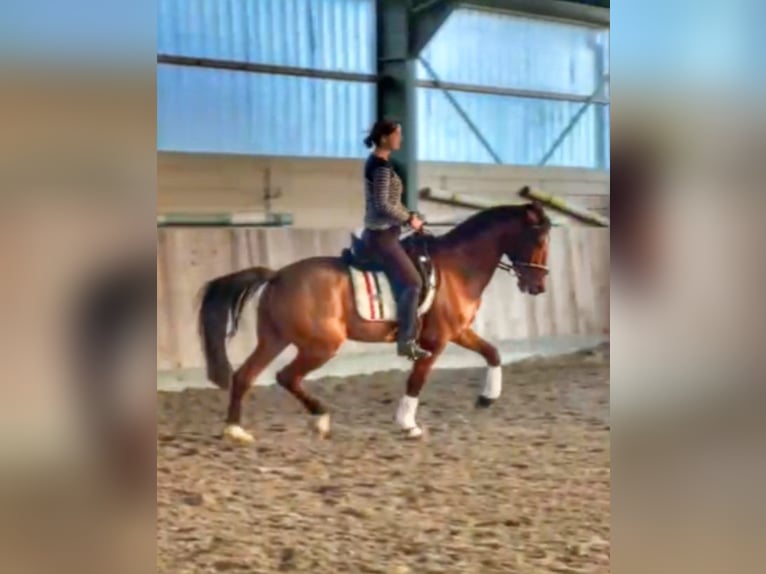 Plus de chevaux à sang chaud Croisé Hongre 7 Ans Bai in Mettmann