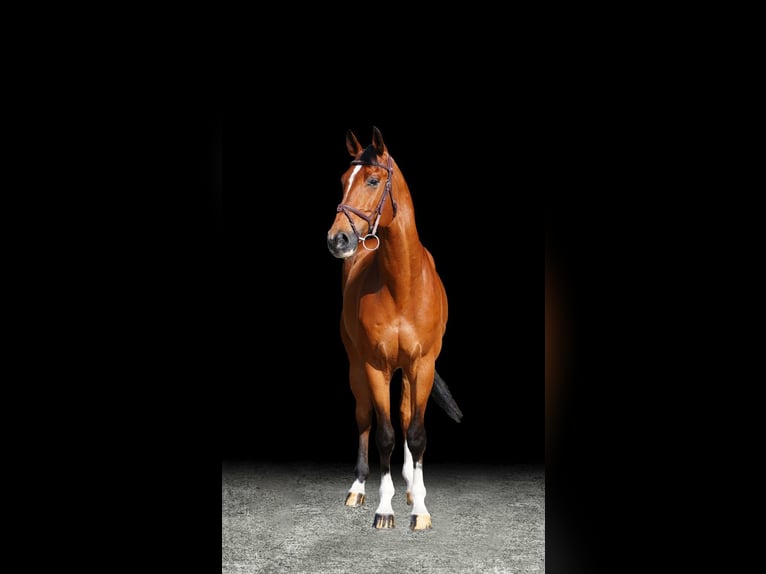 Plus de chevaux à sang chaud Hongre 7 Ans Bai in Z&#xFC;lpich