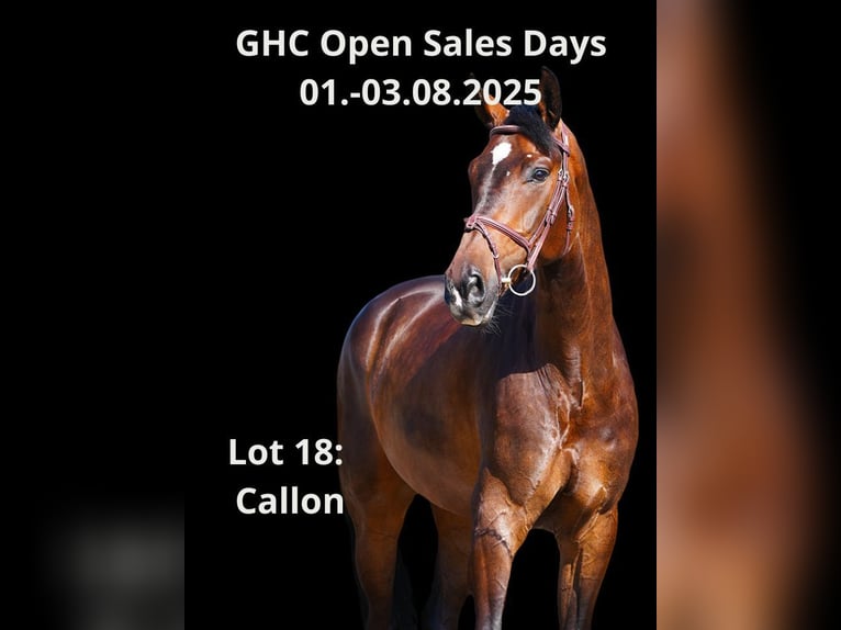 Plus de chevaux à sang chaud Hongre 7 Ans Bai in Z&#xFC;lpich