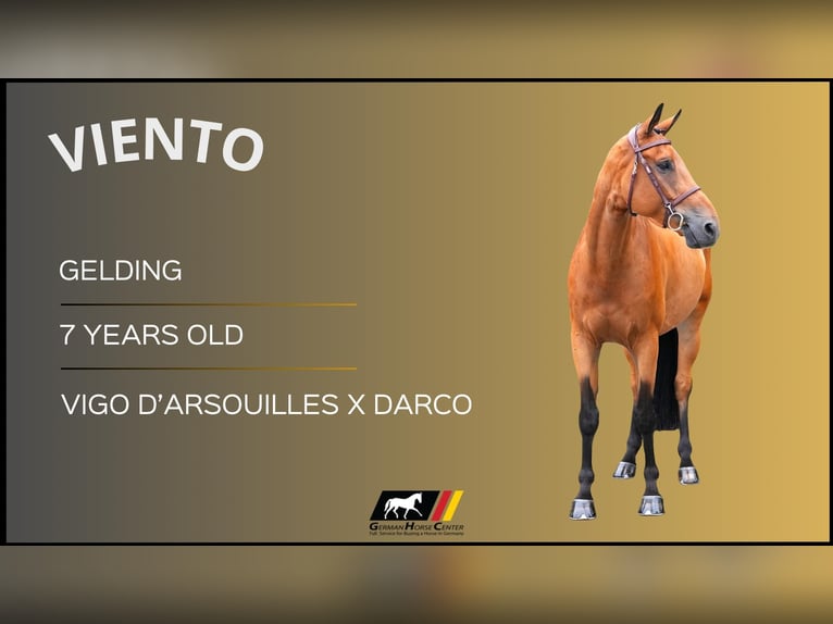Plus de chevaux à sang chaud Hongre 7 Ans Bai in Z&#xFC;lpich