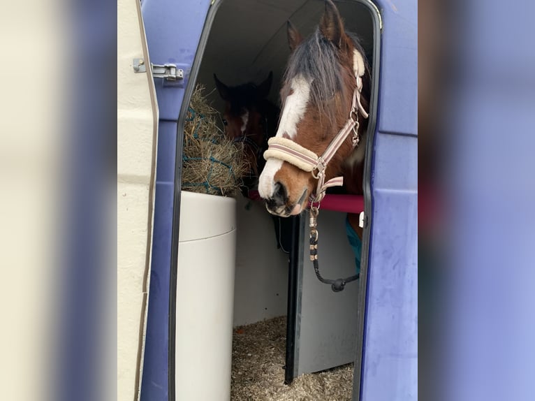 Plus de chevaux à sang chaud Croisé Hongre 8 Ans 146 cm Pinto in Oderberg