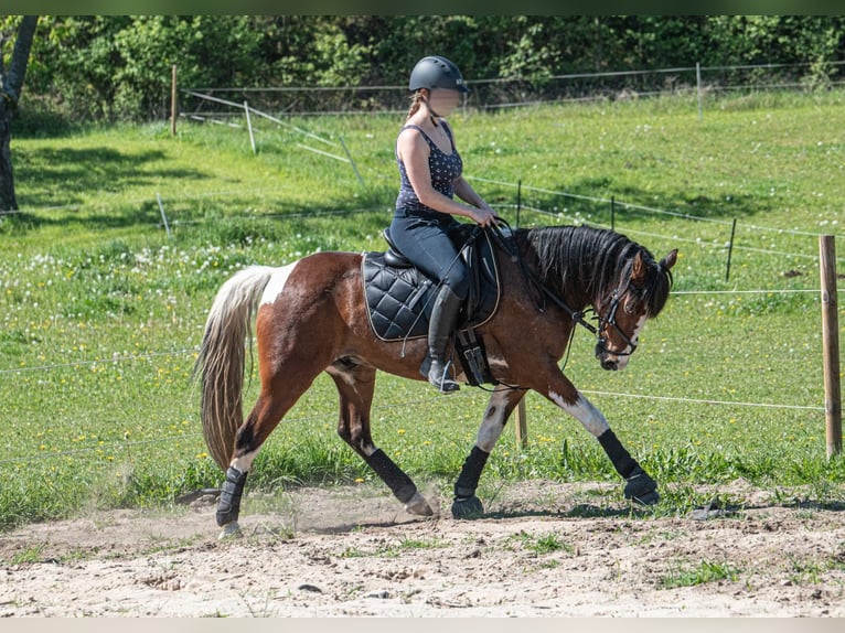 Plus de chevaux à sang chaud Croisé Hongre 8 Ans 146 cm Pinto in Oderberg