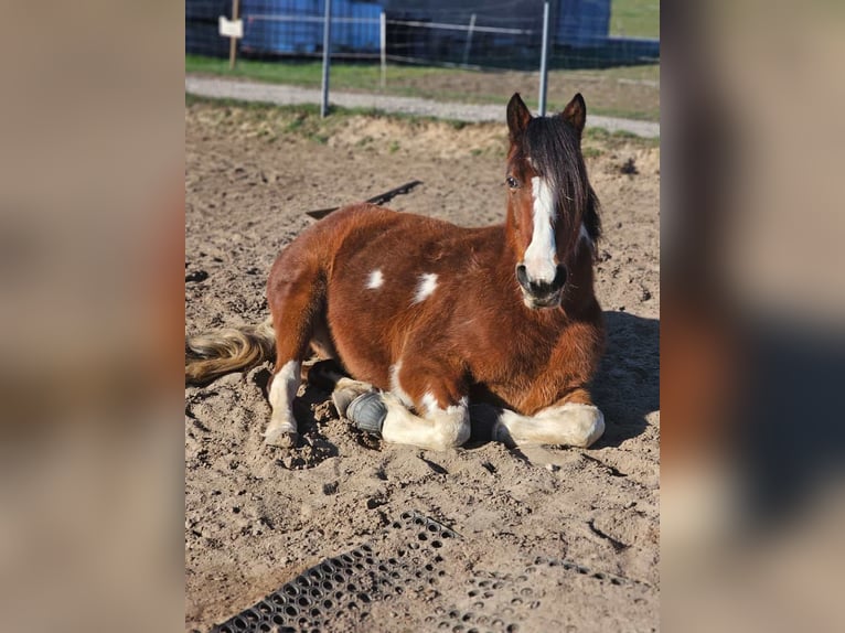 Plus de chevaux à sang chaud Croisé Hongre 8 Ans 146 cm Pinto in Oderberg