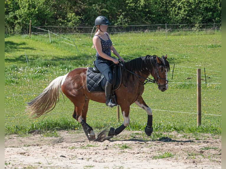 Plus de chevaux à sang chaud Croisé Hongre 8 Ans 146 cm Pinto in Oderberg