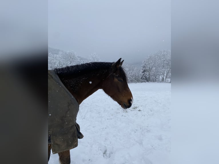 Plus de chevaux à sang chaud Croisé Hongre 8 Ans 151 cm Bai in Hechingen