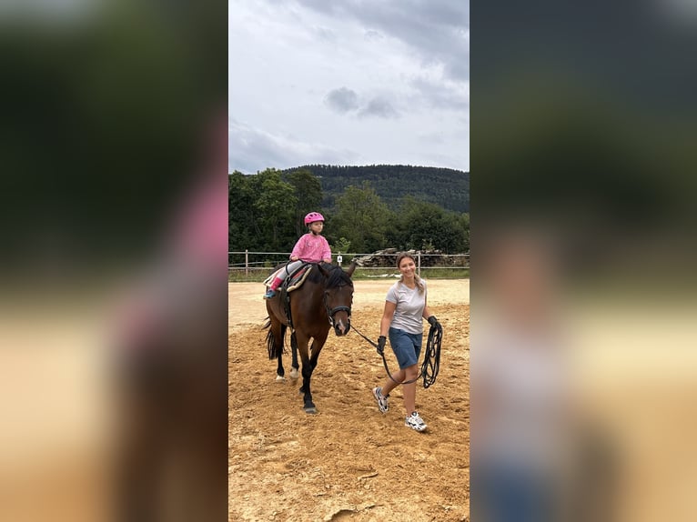 Plus de chevaux à sang chaud Croisé Hongre 8 Ans 151 cm Bai in Hechingen