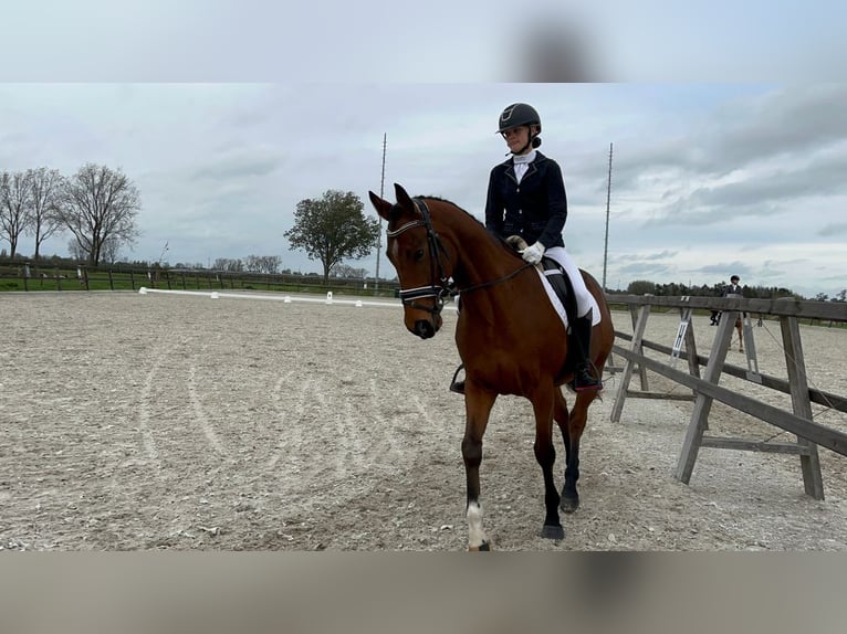 Plus de chevaux à sang chaud Hongre 8 Ans 156 cm Bai in Est