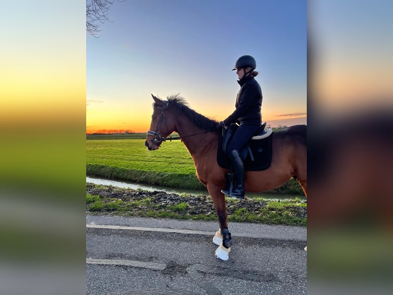 Plus de chevaux à sang chaud Hongre 8 Ans 156 cm Bai in Est