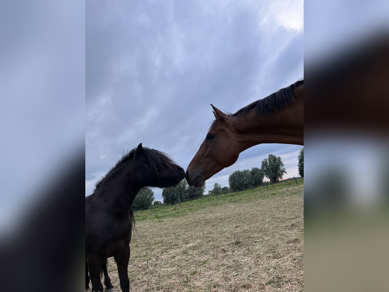 Plus de chevaux à sang chaud Hongre 8 Ans 156 cm Bai in Est