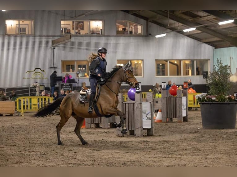 Plus de chevaux à sang chaud Hongre 8 Ans 156 cm Bai in Est