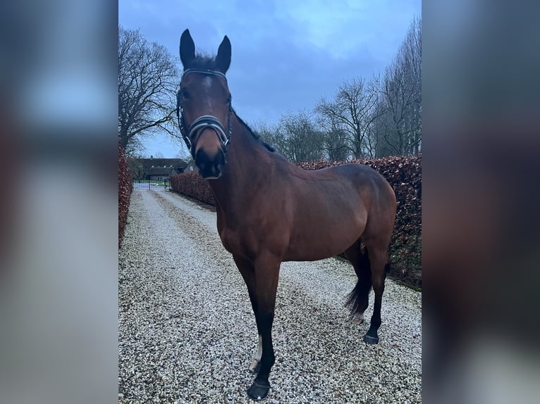 Plus de chevaux à sang chaud Hongre 8 Ans 156 cm Bai in Est