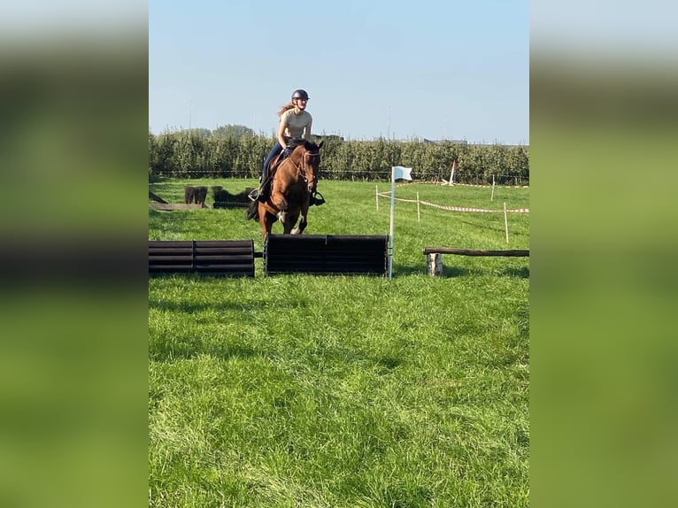 Plus de chevaux à sang chaud Hongre 8 Ans 156 cm Bai in Est