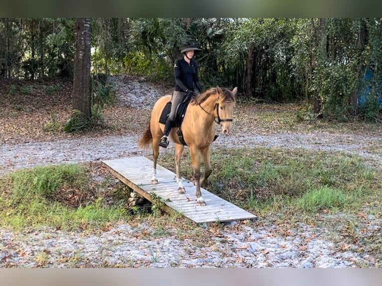 Plus de chevaux à sang chaud Hongre 8 Ans 157 cm Champagne in Brooksville FL