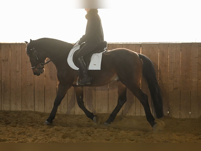 Plus de chevaux à sang chaud Croisé Hongre 8 Ans 158 cm Bai in Leinburg