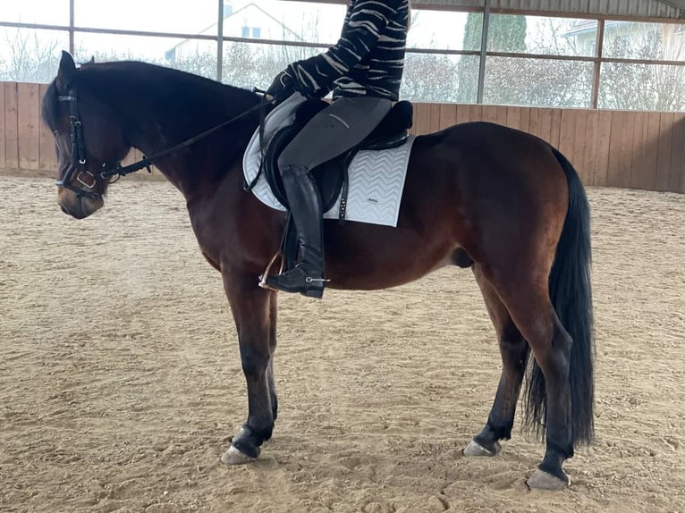 Plus de chevaux à sang chaud Croisé Hongre 8 Ans 158 cm Bai in Leinburg