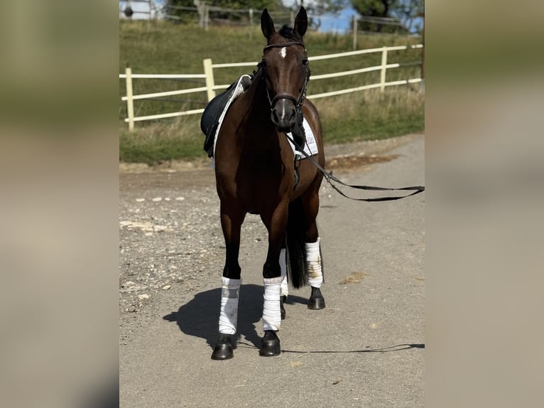 Plus de chevaux à sang chaud Hongre 8 Ans 160 cm Bai brun in Saarbrücken