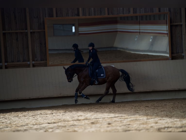 Plus de chevaux à sang chaud Hongre 8 Ans 162 cm Bai in Augsburg