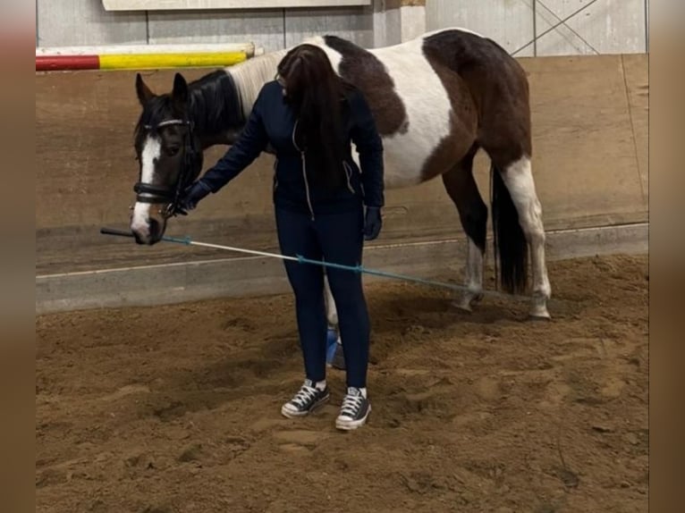 Plus de chevaux à sang chaud Hongre 8 Ans 162 cm Pinto in Boizenburg