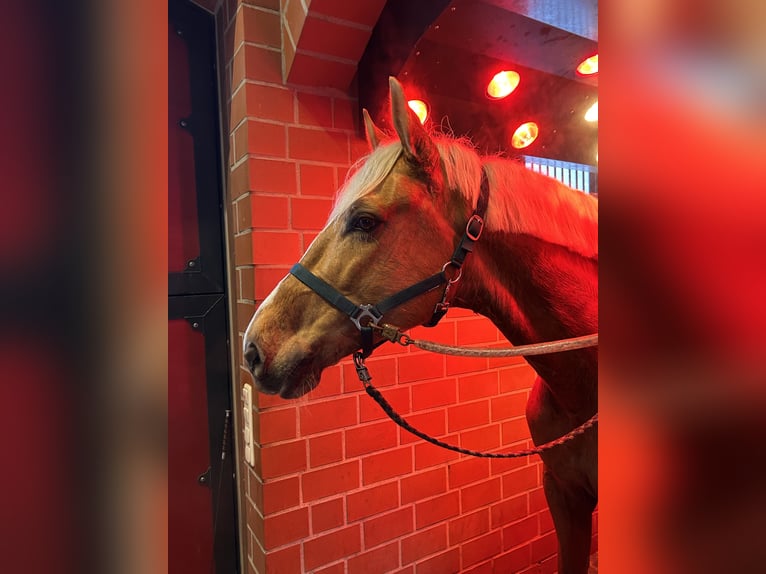 Plus de chevaux à sang chaud Hongre 8 Ans 163 cm Palomino in Niederkrüchten