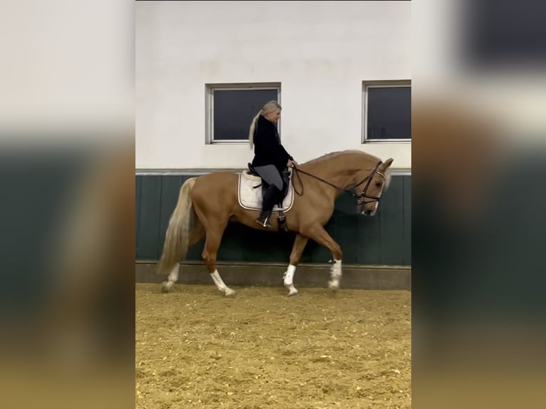 Plus de chevaux à sang chaud Hongre 8 Ans 163 cm Palomino in Niederkrüchten