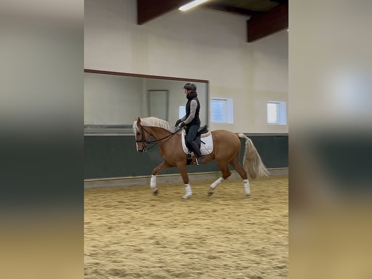 Plus de chevaux à sang chaud Hongre 8 Ans 163 cm Palomino in Niederkrüchten