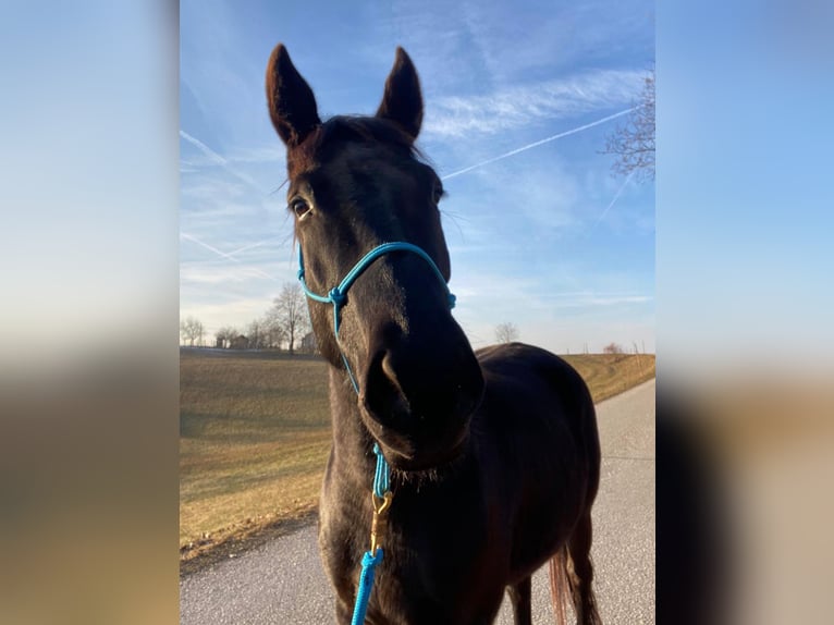Plus de chevaux à sang chaud Croisé Hongre 8 Ans 164 cm Noir in Wilhering