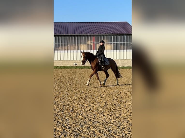 Plus de chevaux à sang chaud Hongre 8 Ans 165 cm Alezan in Löhne