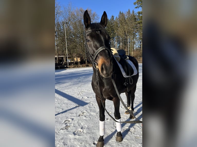 Plus de chevaux à sang chaud Hongre 8 Ans 165 cm Bai brun in Gauting