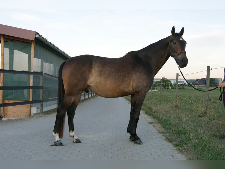 Plus de chevaux à sang chaud Hongre 8 Ans 165 cm Bai in Nürtingen