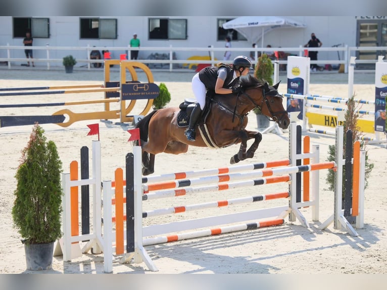Plus de chevaux à sang chaud Hongre 8 Ans 165 cm Bai in Sofia