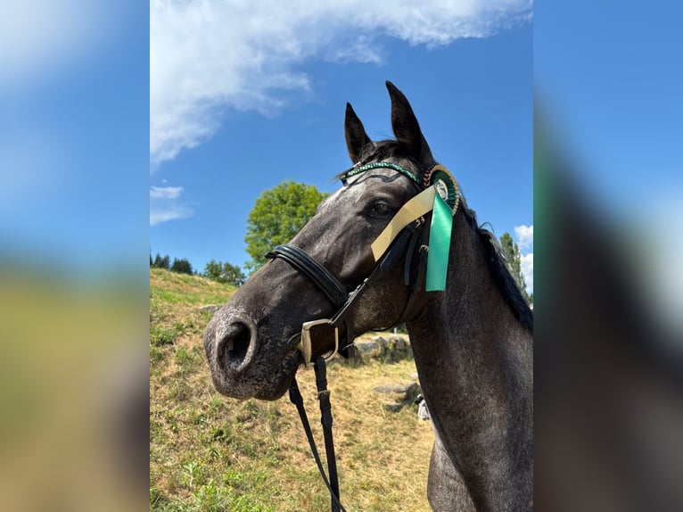 Plus de chevaux à sang chaud Hongre 8 Ans 165 cm Léopard in Ledenitzen